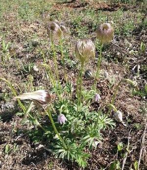 白头翁分布在山岗、荒坡及田野间，叶片呈卵形，花萼蓝紫色