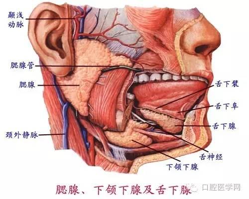 口腔解剖图谱