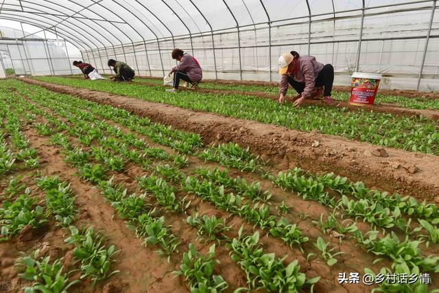 秋冬菠菜怎么种？跟着四个种植俗语按步操作，出苗齐长势好