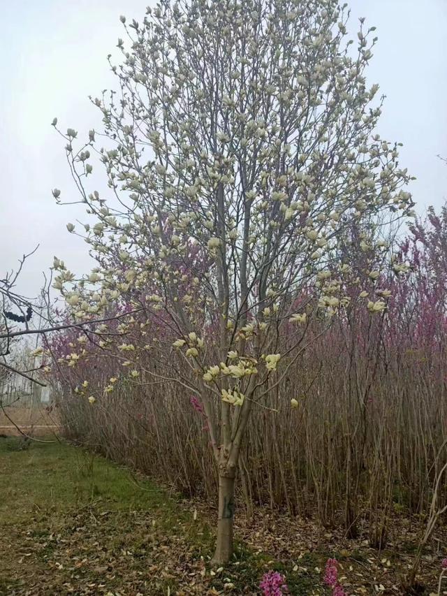 黄玉兰种子种植多久发芽