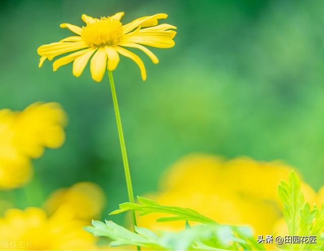 翠菊播种正当时，按照这些方面来养护，2个月即可开满整个花园！