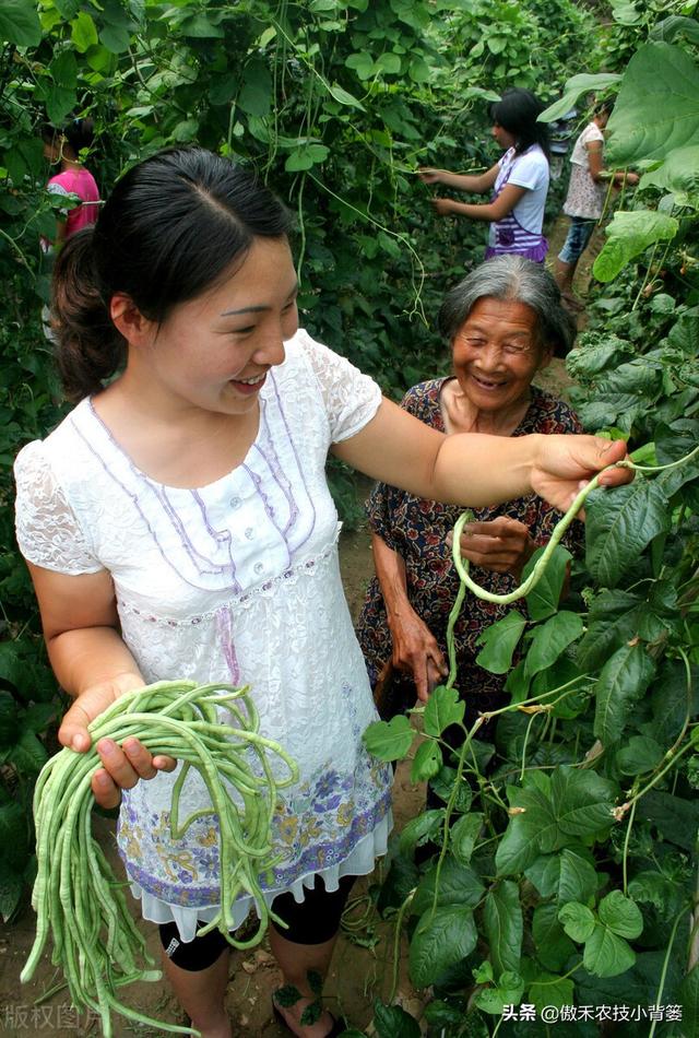 豆角如何种植和管理，才能让苗株长势更好、开花结荚更多？