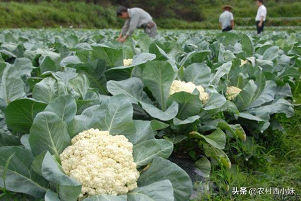 冬季花菜的种植管理技巧