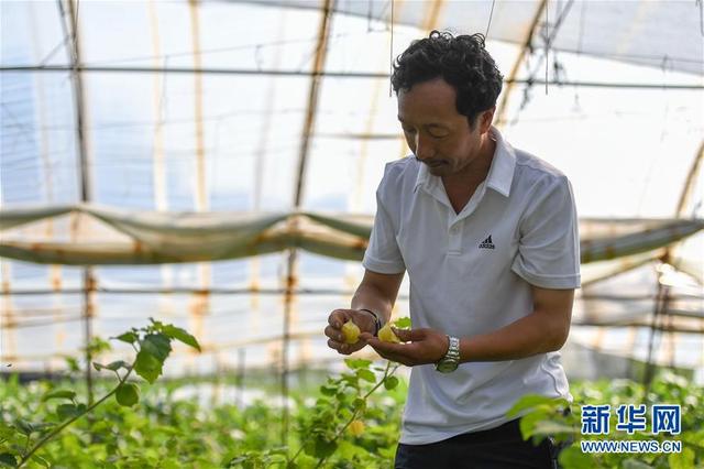 吉林大安：积极推进黄菇娘种植产业，助力农民增收致富