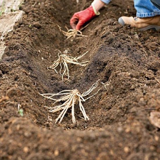 芦笋种植高产方案，很全面，建议收藏