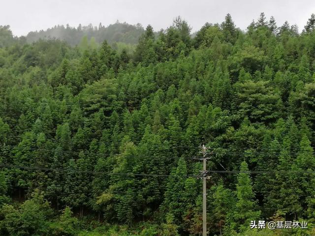 种植杉木把握好四个技术要点，就能速生丰产效益好