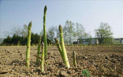 芦笋的种植技术分享，从选种到病虫害防治