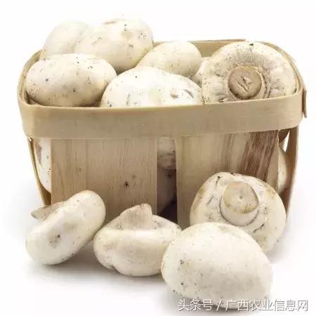 「农业主推技术」（六）食用菌“双孢蘑菇”二次发酵技术，干货分享！