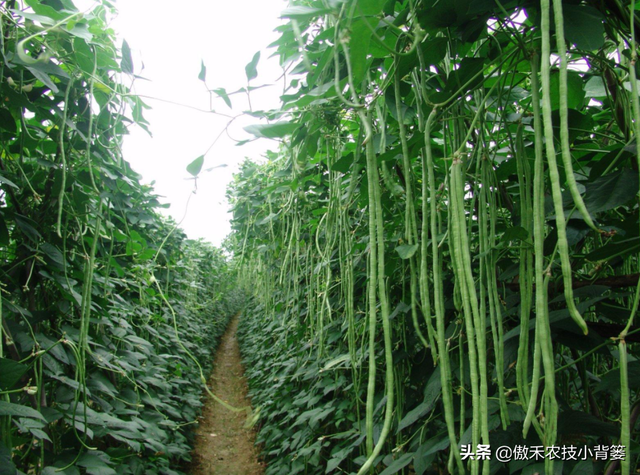 豆角如何种植和管理，才能让苗株长势更好、开花结荚更多？