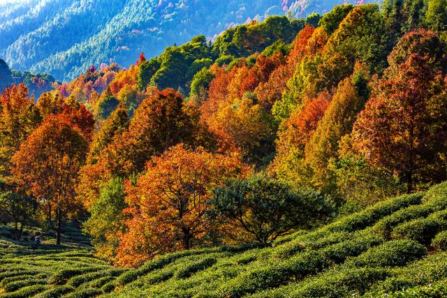 岭南叶正红，广东有座“红枫茶山”