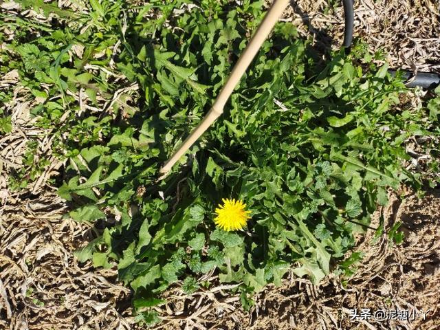 野生蒲公英难采到，其实只要掌握以下几点，自己也可以种