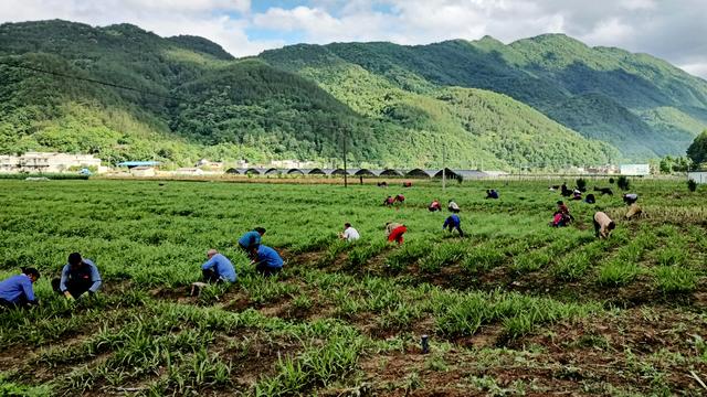 陕西镇巴县：白芨花开致富路