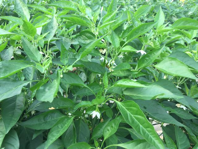 种植冬茬大棚辣椒，做好这些工作，防辣椒“三落”，增加后期产量