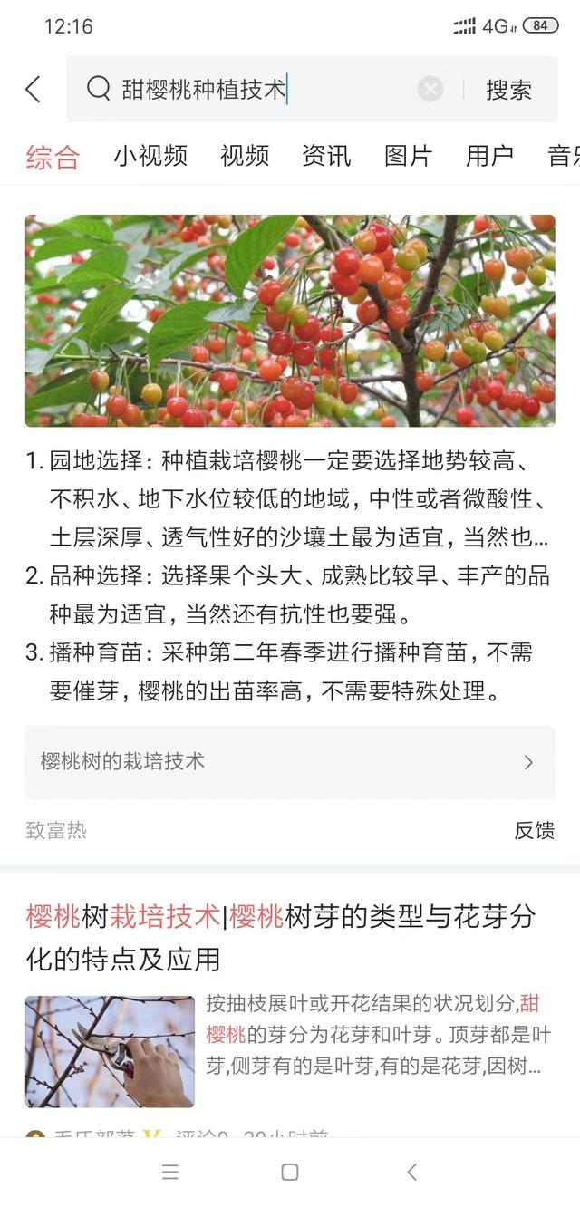 选对了，就成功了一半！甜樱桃的建园、品种、授粉树，你必须懂