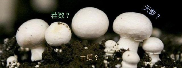 宅家种蘑菇︱网购菌包你了解多少！怎样才能收获更多更快？