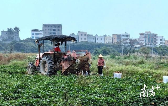 电白区霞洞镇：流转地番薯喜丰收，土特产拓宽振兴路