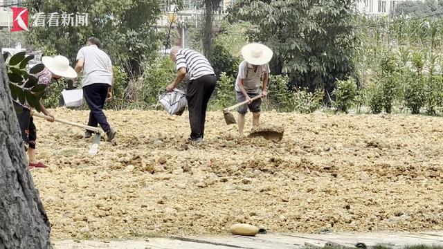 成都：广场移栽玉米杆引质疑 纪检部门展开调查