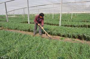 冬天大棚韭菜种植方法(露天韭菜和大棚韭菜越冬如何管理？)