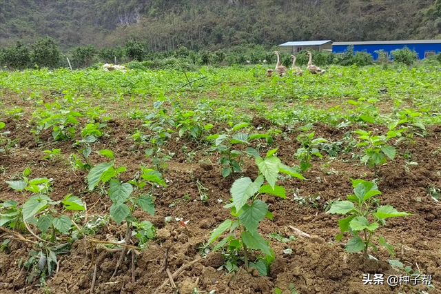 饲料蛋白桑，耐寒耐旱，好成活，种植一次能割30年，种植技术介绍