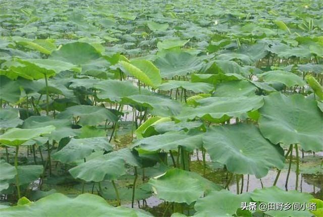 莲藕的种植方法，增产增收要注意的事项，怎么种植产量才大