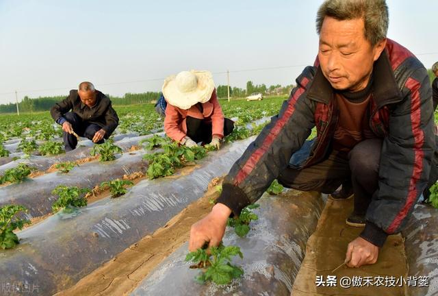 花生覆膜种植能高产，但在覆膜管理上要重点抓好这4点