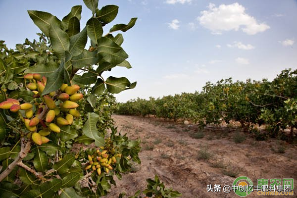 开心果怎么种植收益高？