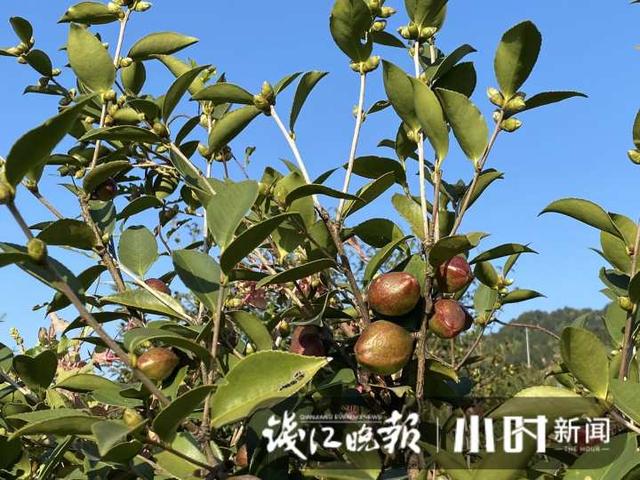 一棵树两斤油，浙江油茶霜降开采，如果一对夫妻管理百亩油茶，年收入能有多少？