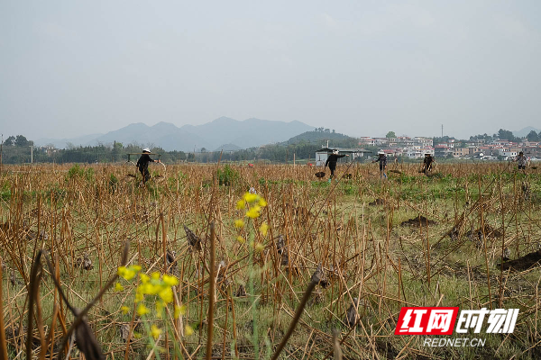 湖南蓝山：莲子基地施肥忙