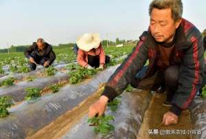 什么是种植覆盖(花生覆膜种植能高产，但在覆膜管理上要重点抓好这4点)