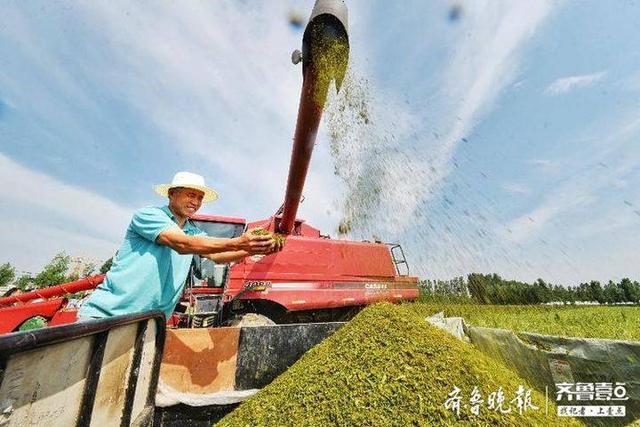 “超级谷物”藜麦在齐河大面积种植成功