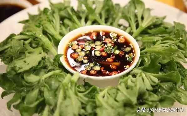 这种新型“水晶冰菜”，已成为餐桌新贵(附种植方法)