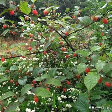 树莓生长对环境的要求及种植技术介绍