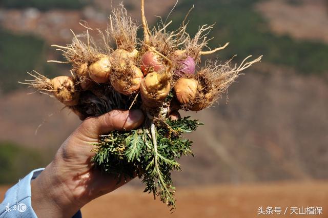 玛卡种植技术及效益分析