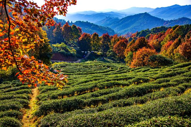 岭南叶正红，广东有座“红枫茶山”