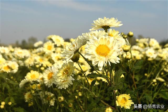 农民种植菊花，经济效益喜人，地头就能销售，摘花工具有智慧