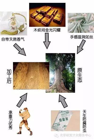 买不起金丝楠木？种一棵怎么样？