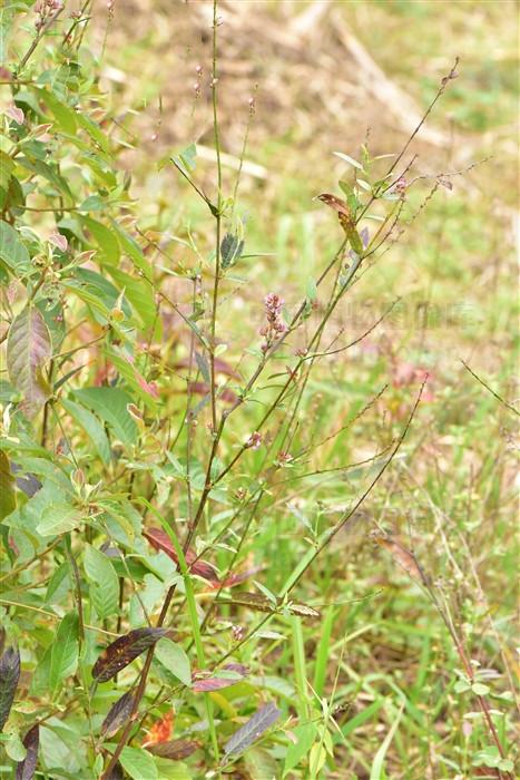 葫芦茶，见过吗？能清热解毒，利湿退黄，消积杀虫