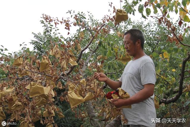 别再抱怨为什么种苹果不赚钱了！先看看别人的高技术、高投入再说