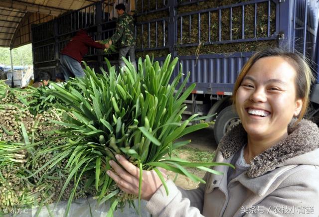 如何才能种植出高产、优质的韭菜！