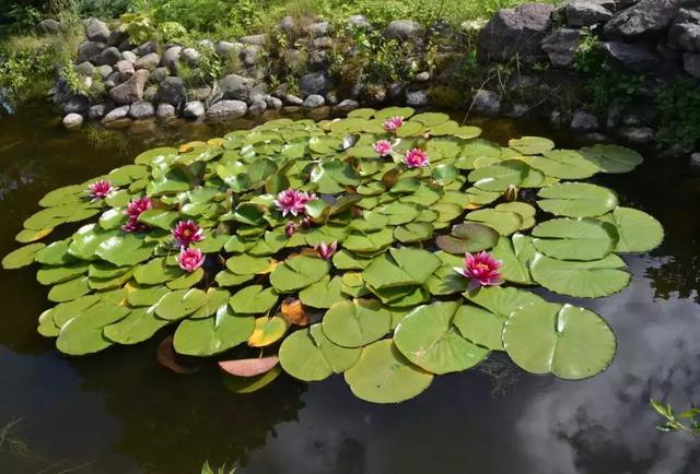 植物还能采矿？植物的这些妙用让你大开眼界！