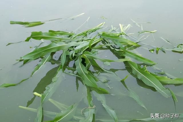 高产墨西哥玉米草，开春就能种，一年割8茬，高温下亩产30吨鲜草