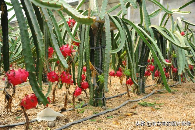 火龙果种植技术！火龙果大棚的栽植管理技术