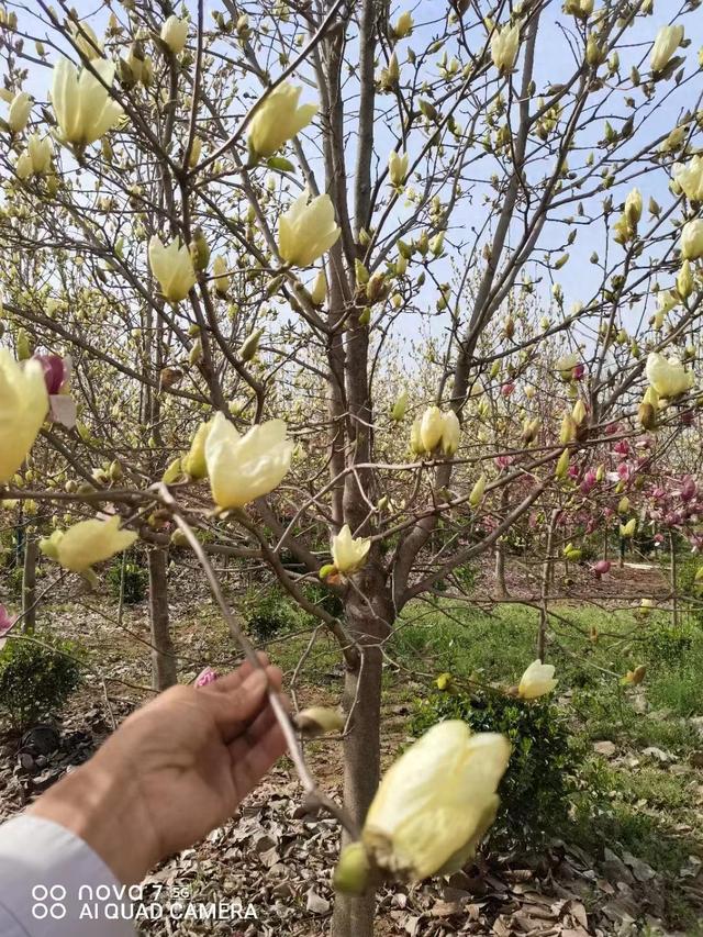 黄玉兰种子种植多久发芽