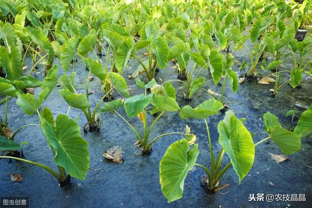 粤西早春植芋头高产栽培技术，需要注意哪些问题？一篇文章解析