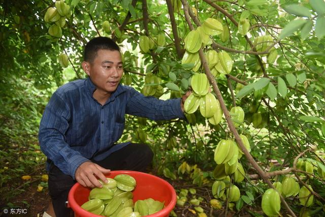 怎样能种出香甜的大果杨桃？试试这样种植，结的果绝对高价抢着要