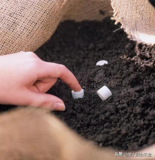 水上花园教程：用容器种植睡莲的六个简单步骤