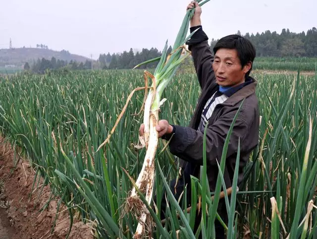 大葱种植有技巧，手把手教你，保你明年大丰收