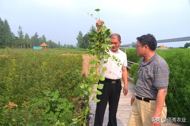 中药材遇草害顽疾，农民朋友应掌握3个除草窍门，难题迎刃而解