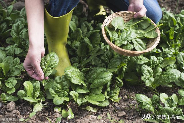 种植菠菜要想产量大、品质好，从种到收的这些管理技巧要用好