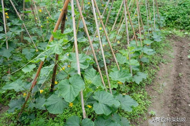 秋黄瓜什么时候种最好，注意不能晚于这个节气，否则影响黄瓜产量